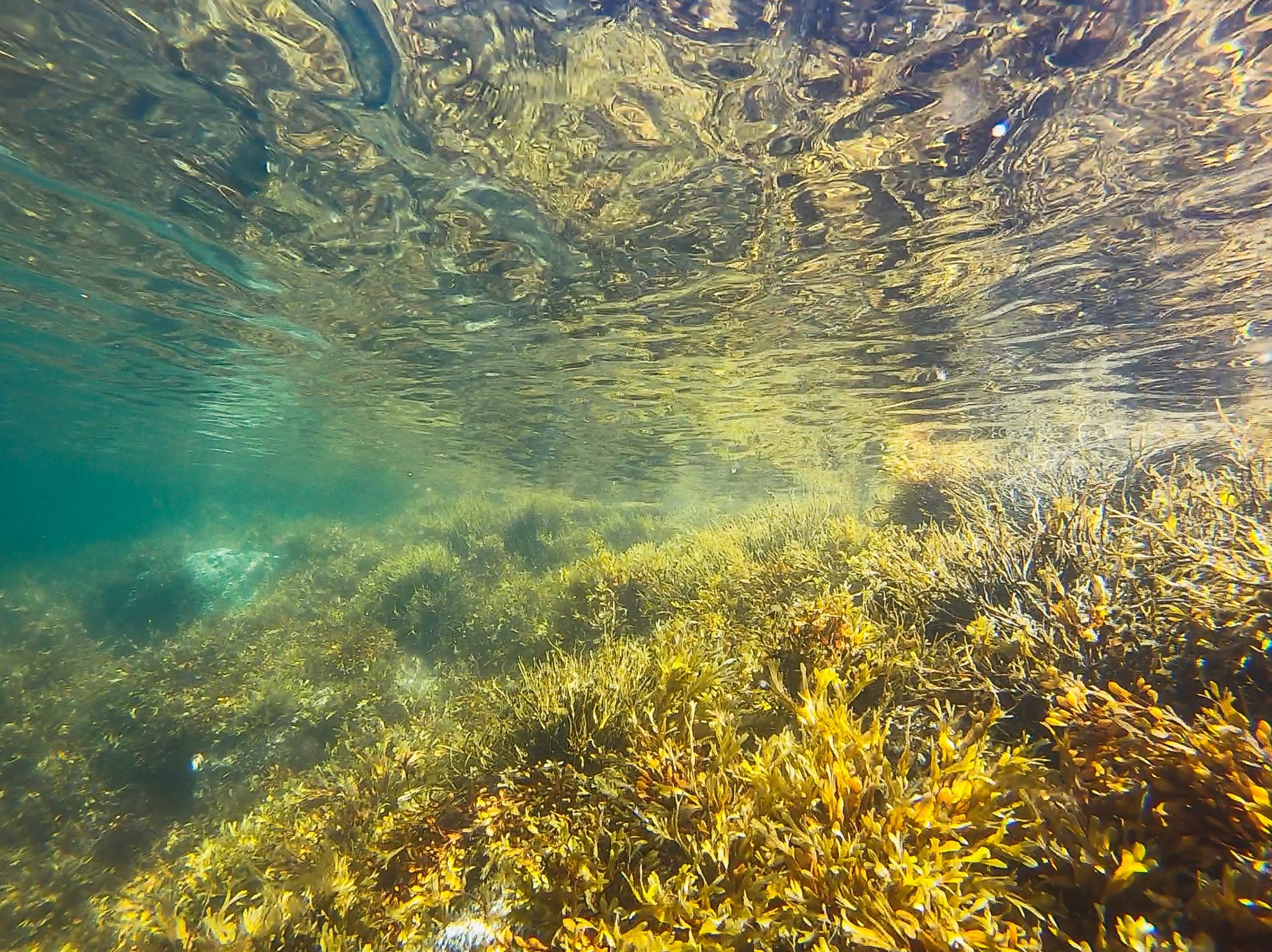 Lowering Blood Sugar | The Incredible Effect of Seaweed