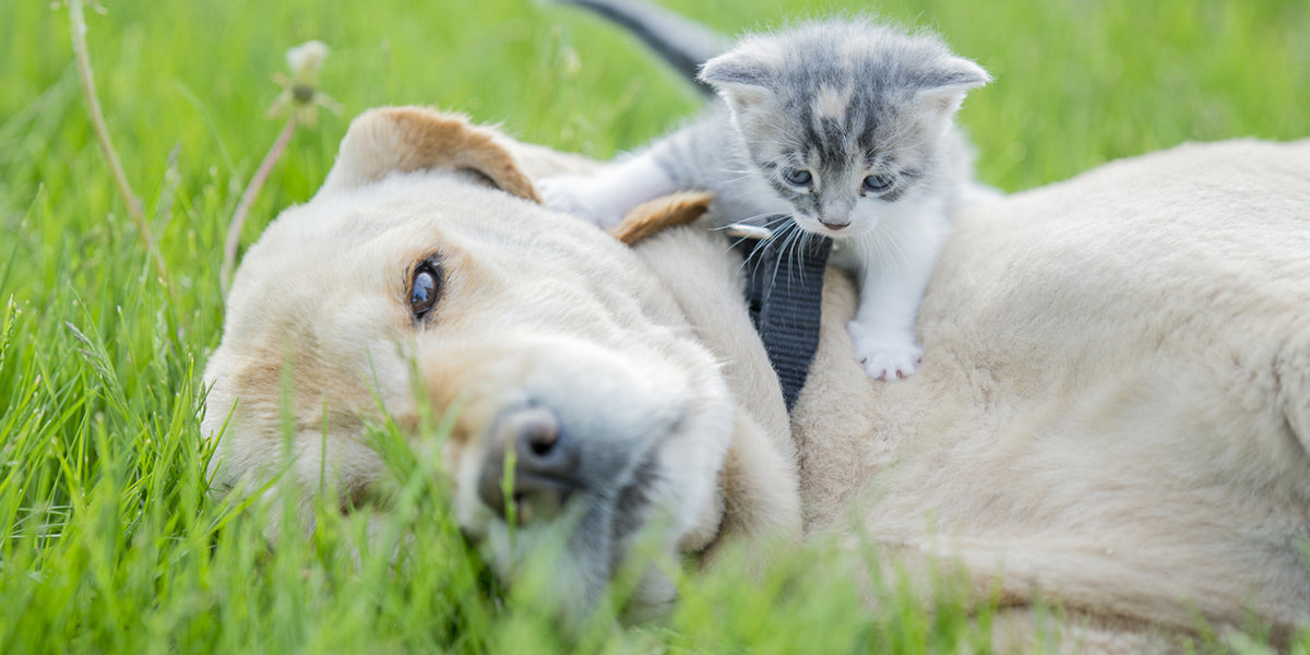 Pet Diet Safety