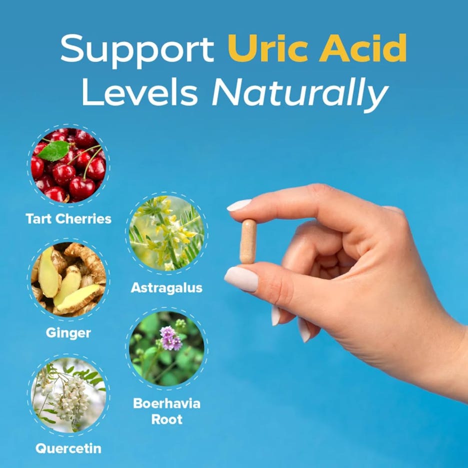 Support uric acid levels naturally with Tart Cherries, Astragalus, Ginger, Quercetin and Boerhavia Root