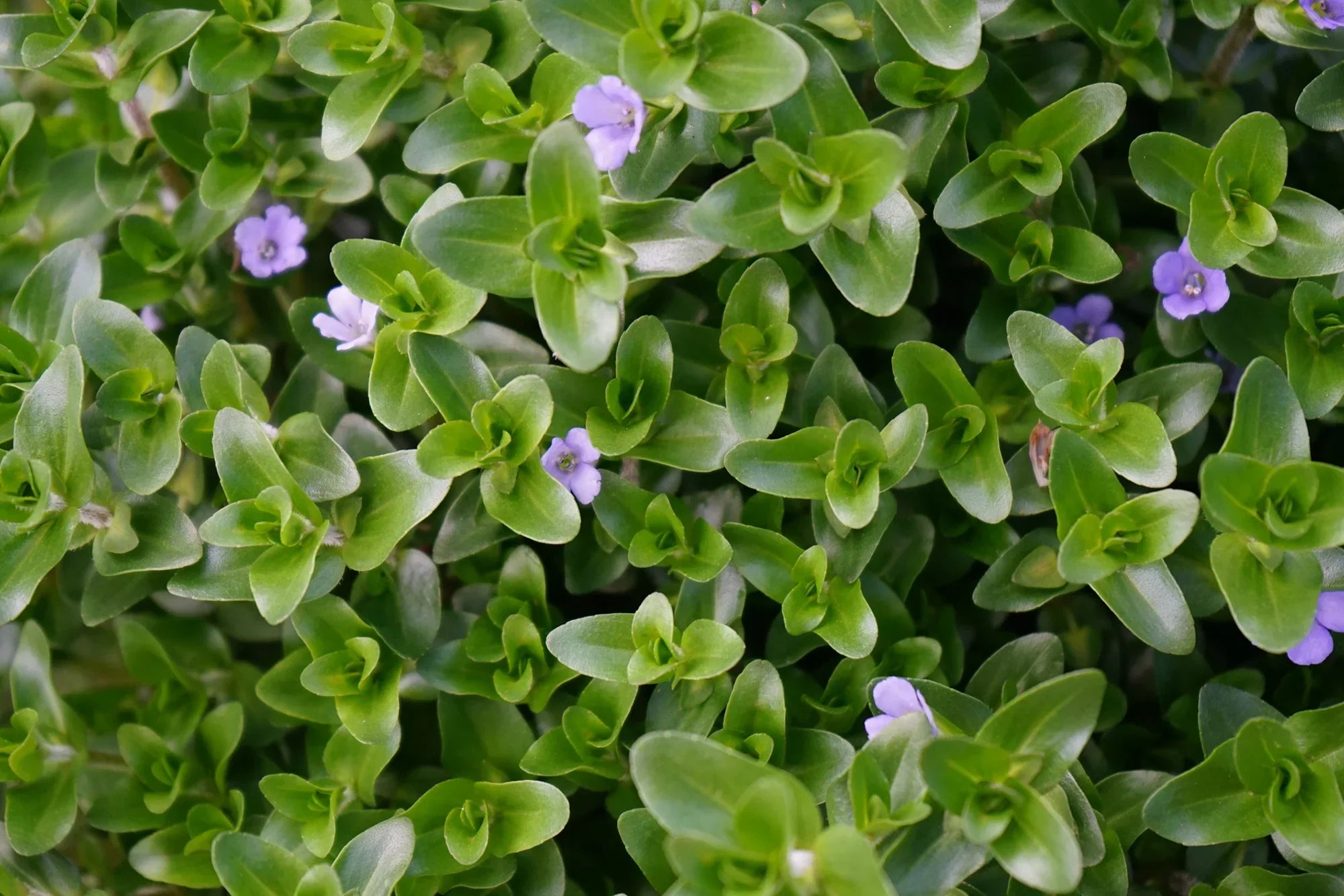 Unveiling Bacopa: The Herb for Mental Clarity and Cognitive Support