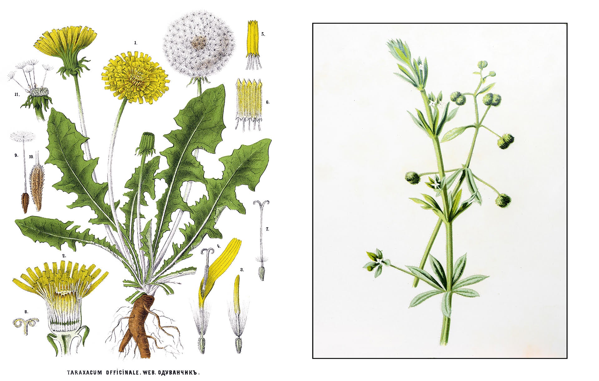 Dandelion and Cleavers – A Terrific Team for Immune Support