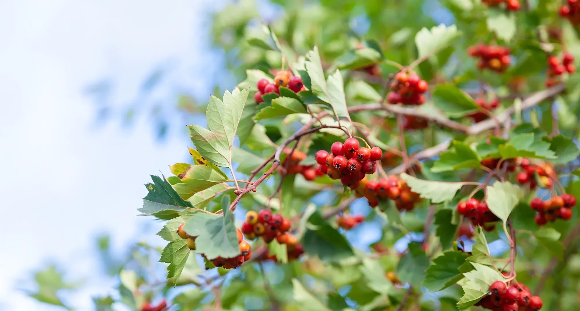 The Wonders of Hawthorn: A Master Herbalist’s Perspective