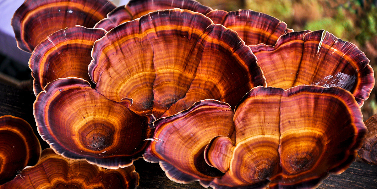 Turkey Tail for Immune Support