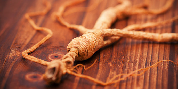 Asian Ginseng: Modern Interest in This Ancient Herb