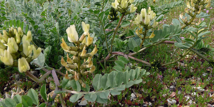Astragalus – Funny Name, Serious Support for Our Health