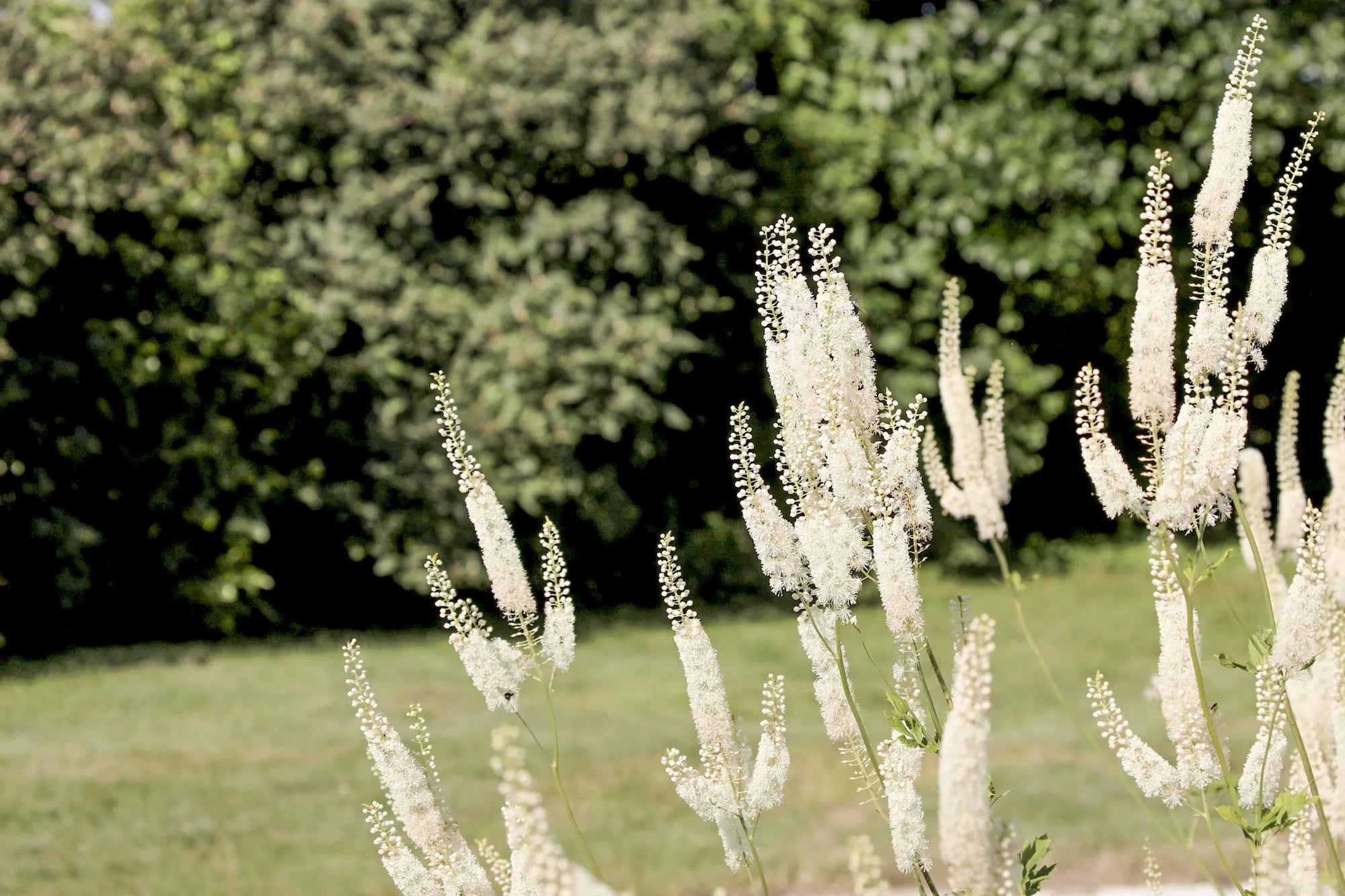 Why Black Cohosh Isn’t Working for You