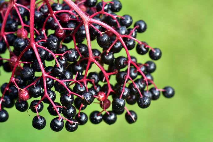 Not All Elderberry is Created Equal: Why Your Supplement May Not Help Your Immune System.