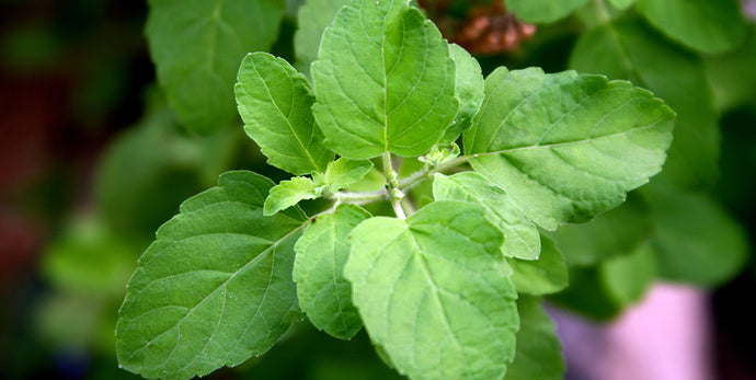 Holy Basil – Queen of Herbs