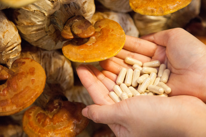 Traditional Mushrooms in Redd Remedies Supplements