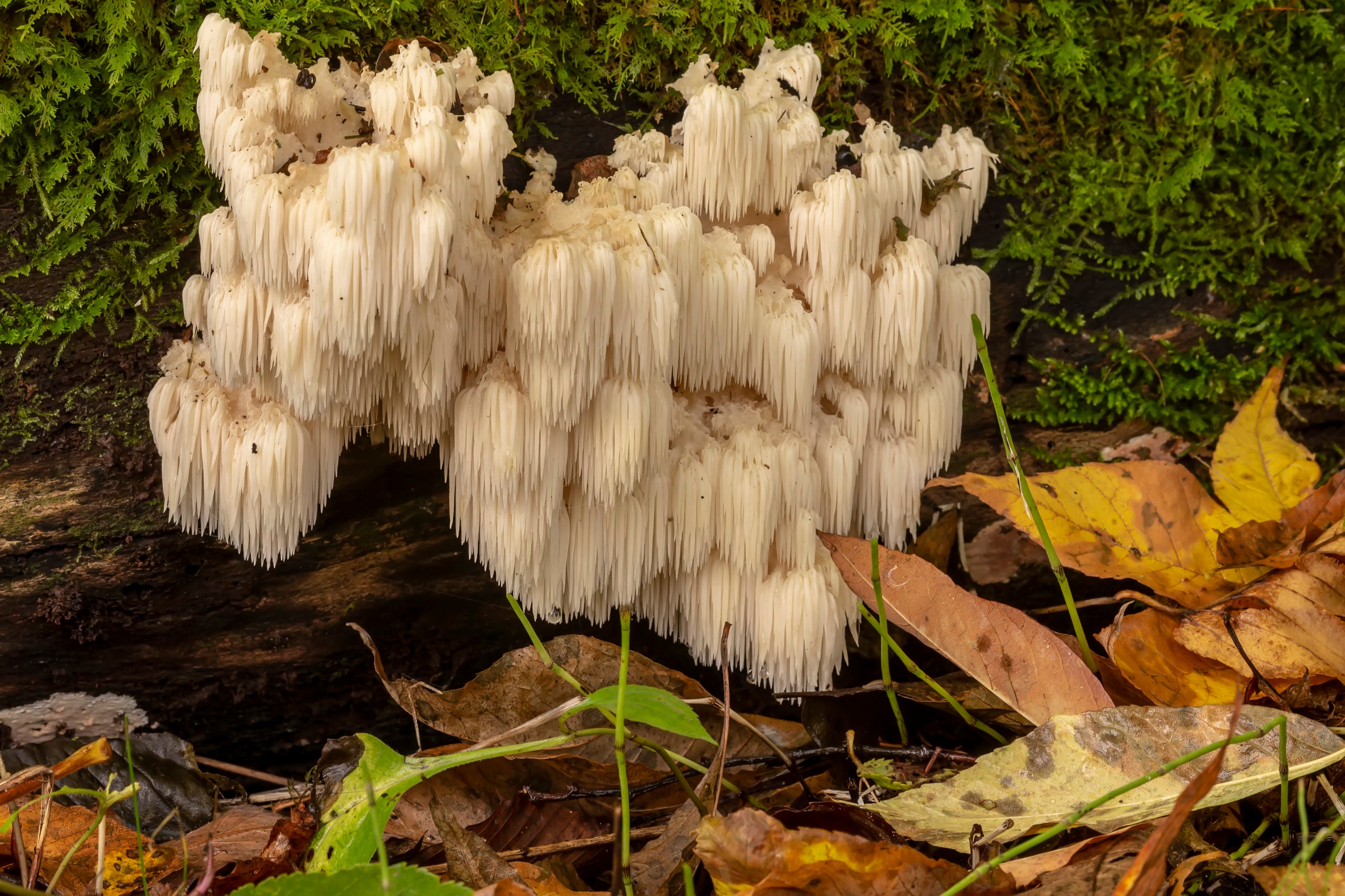 Lion’s Mane Mushroom: The Story, The Benefits, and Where to Get it!