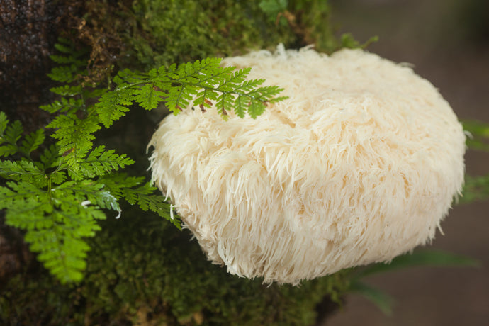 Lion's Mane - a Mushroom that Supports Brain Cell Health