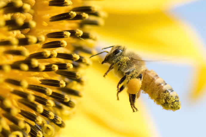 Myth Busting | Does Local Honey Help Relieve Seasonal Allergies?