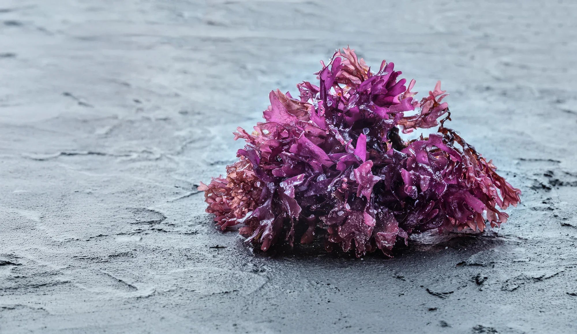 The Truth About Irish Sea Moss: Nutrient-Rich, But Is It Right for You?