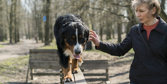Joint Help for Your Canine Companions