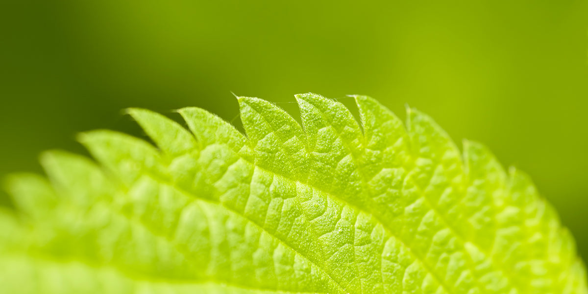 Ancient Herbs with Modern Credentials: Ivy Leaf and Stinging Nettle