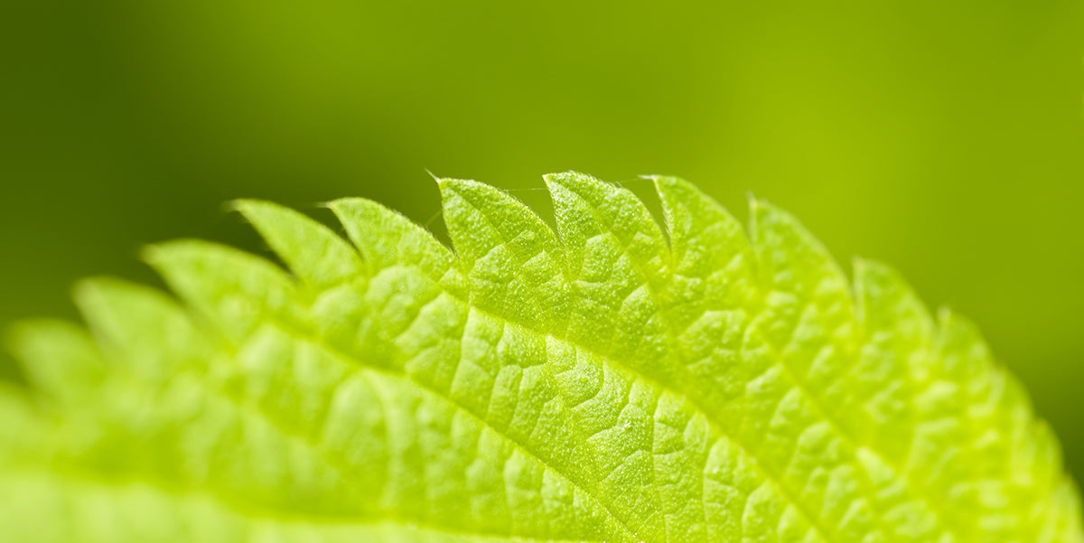 Ivy Leaf: A Time-Tested Herb for Respiratory Support