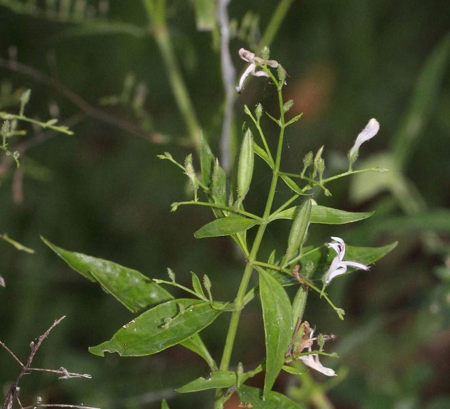 Andrographis leaf