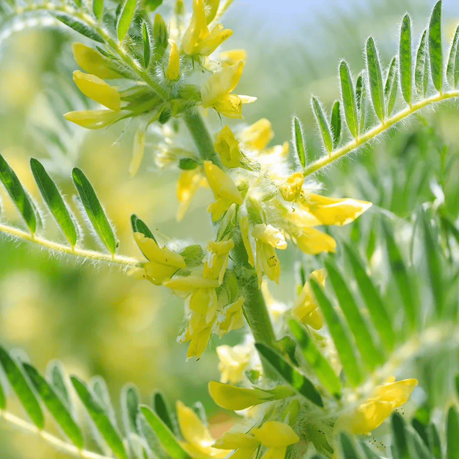Astragalus root