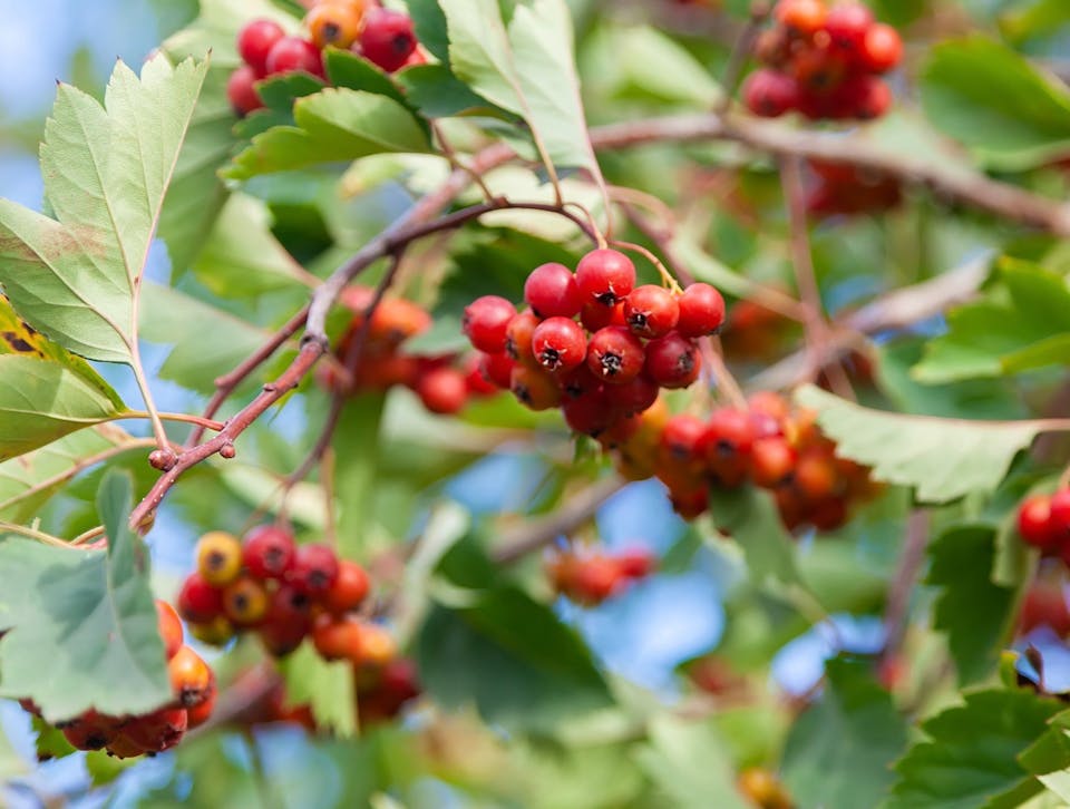 Hawthorn berries