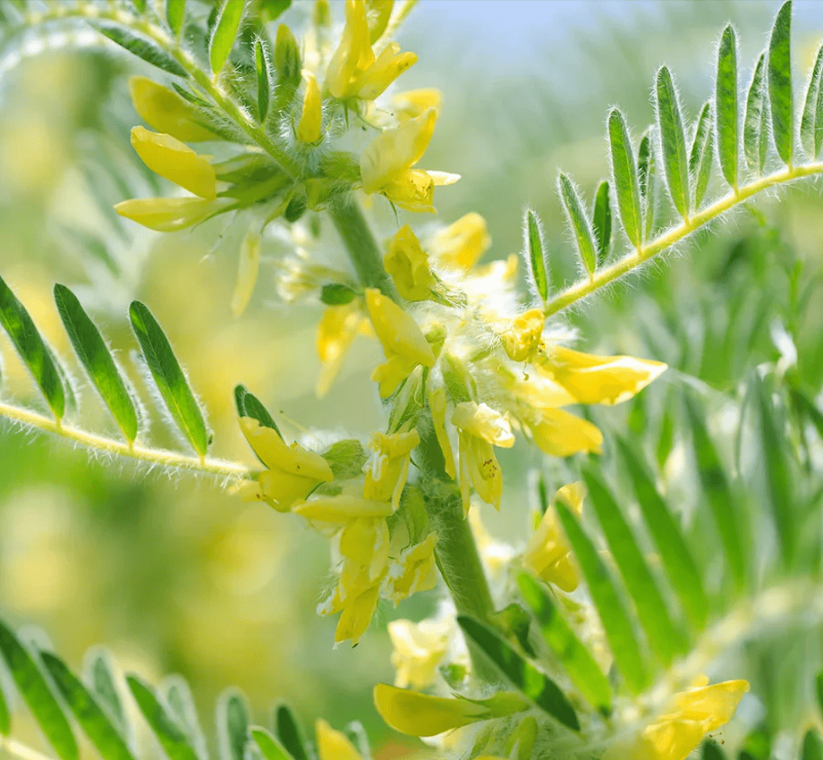 Astragalus root