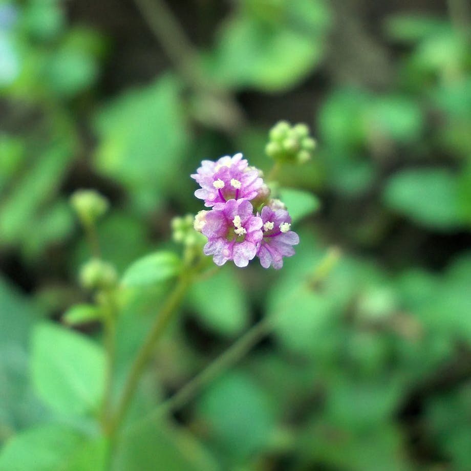 Boerhavia diffusa plant in flower