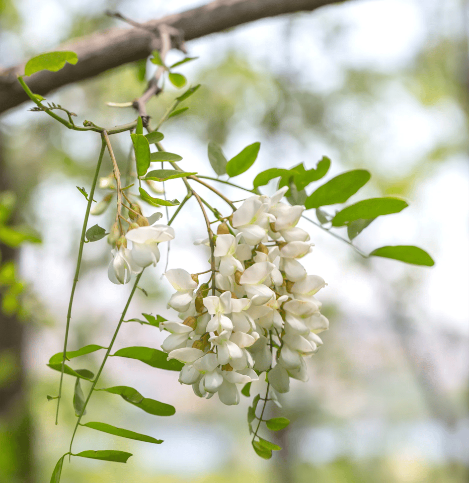 Flowering botanical source of quercetin
