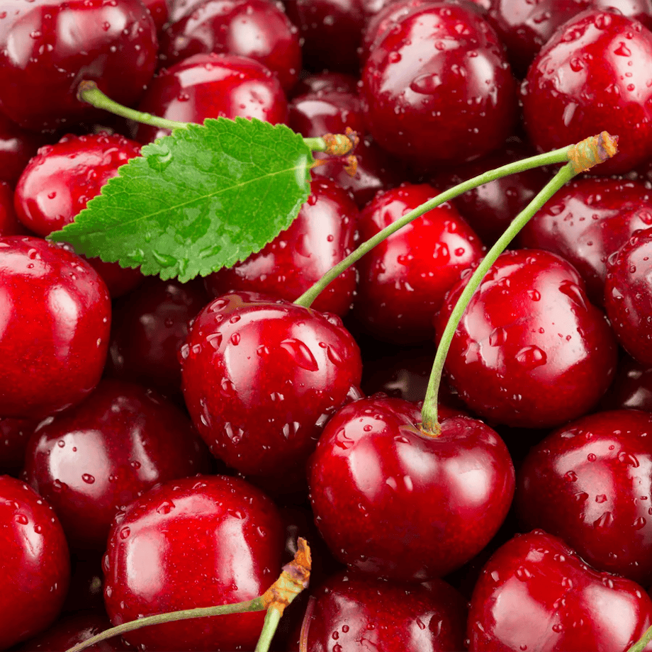 Tart cherries on the branch